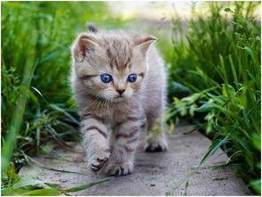 吃瓜娱乐酱猫,揭秘娱乐圈那些不为人知的幕后故事  第2张