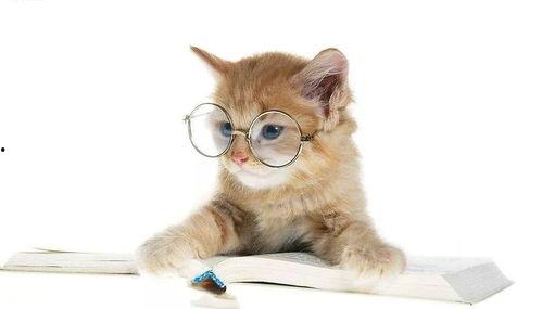 吃瓜娱乐酱猫,揭秘娱乐圈那些不为人知的幕后故事  第3张